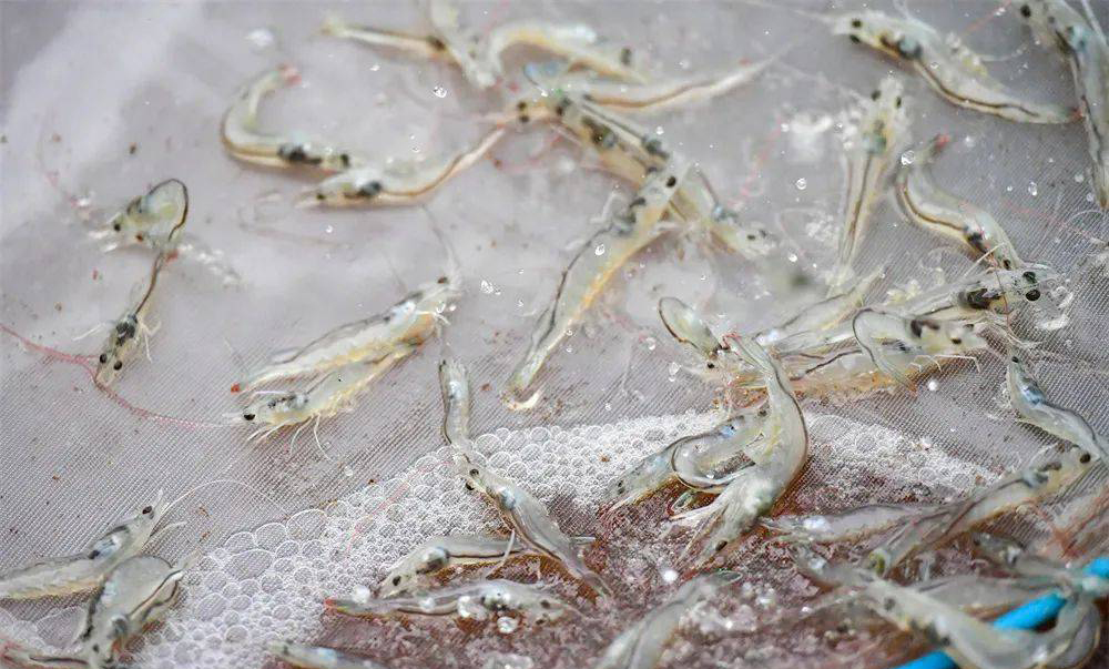 水產養(yǎng)殖如何控制蝦池堿度？